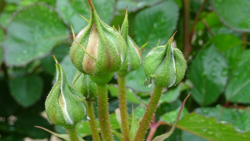 コウシンバラの蕾 川崎市幸区さいわいふるさと公園