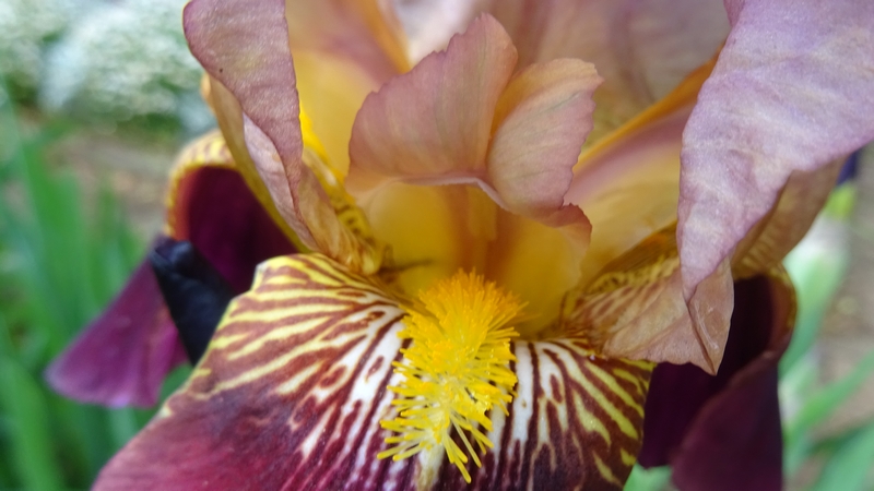 アヤメの花 川崎市幸区さいわいふるさと公園