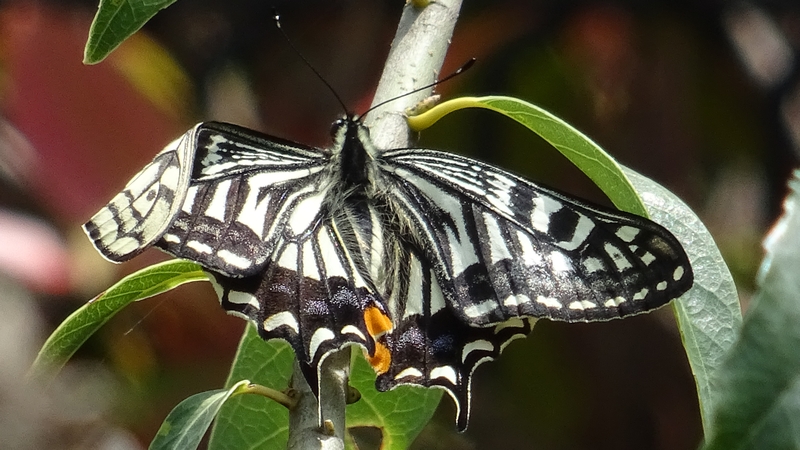 羽根の曲がったナミアゲハ 川崎市幸区