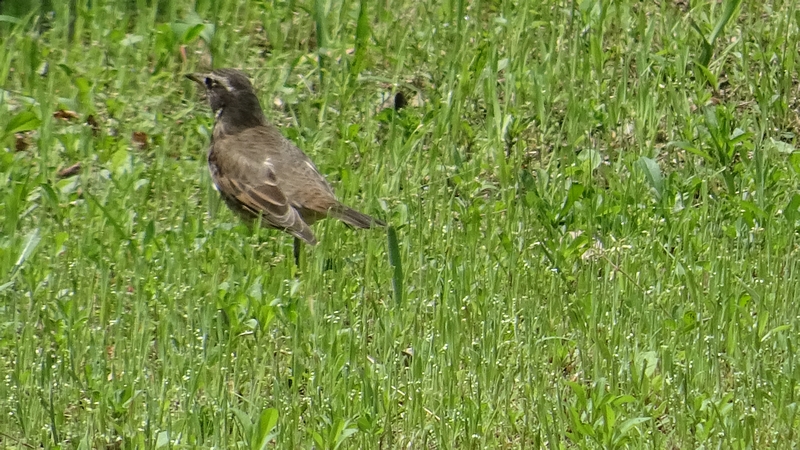 ツグミ 川崎市幸区