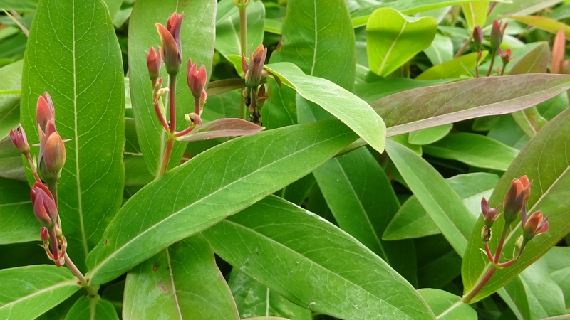 ビヨウヤナギの葉芽 川崎市幸区