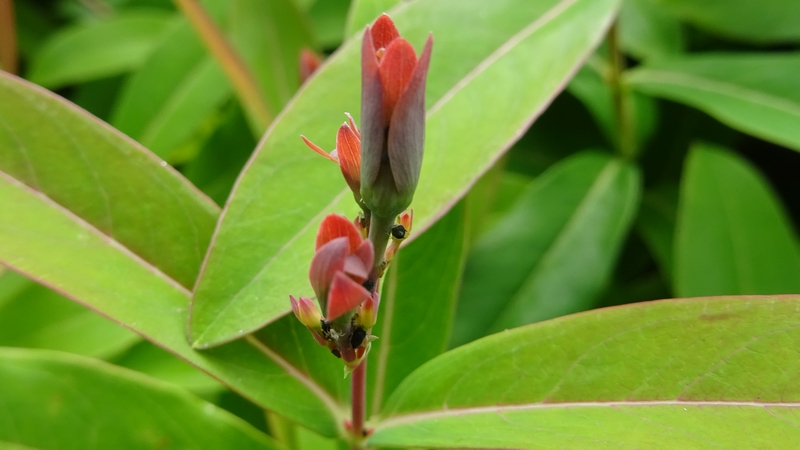 ビヨウヤナギの葉芽 川崎市幸区