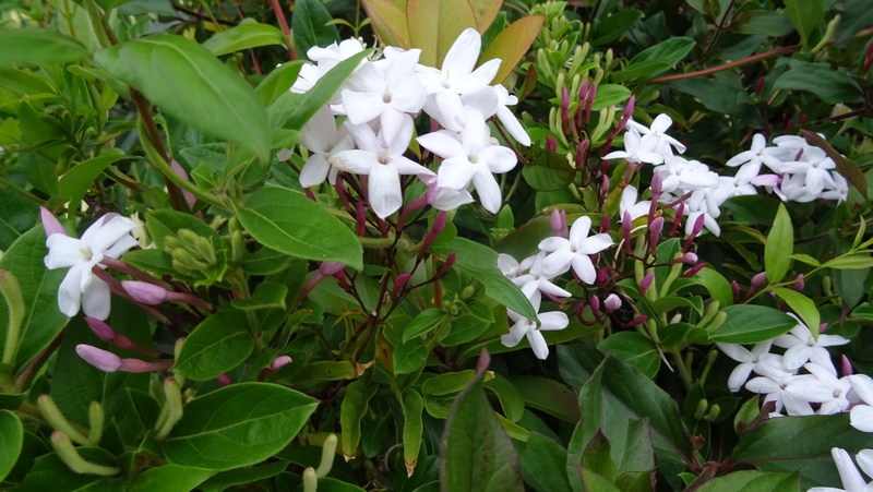 ハゴロモジャスミンの花 川崎市幸区さいわいふるさと公園