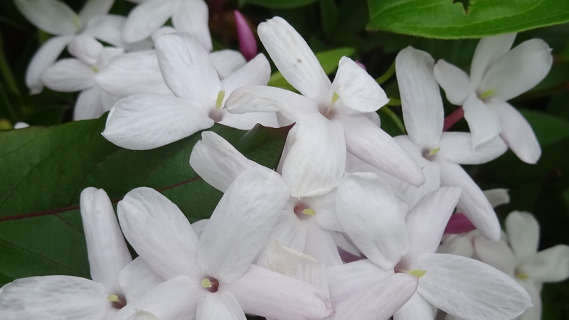 ハゴロモジャスミンの花 川崎市幸区さいわいふるさと公園