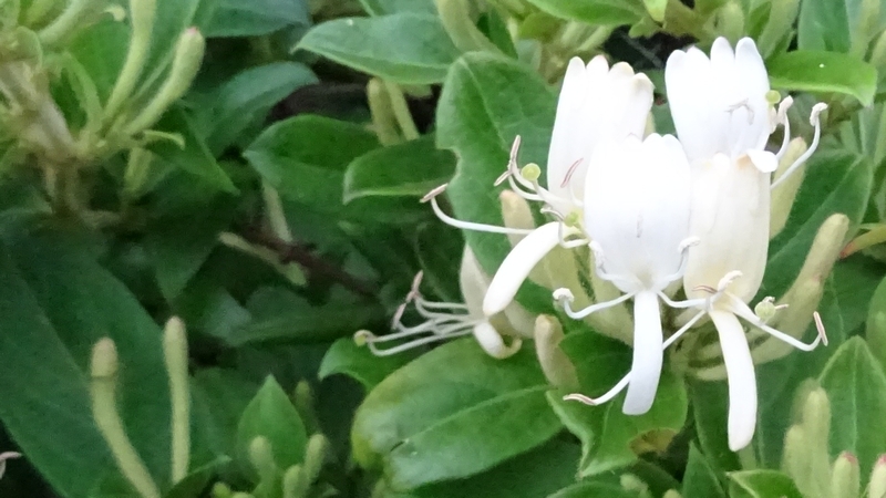 スイカズラの花 川崎市幸区さいわいふるさと公園