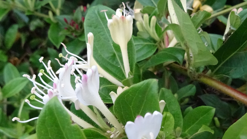 スイカズラの花 川崎市幸区さいわいふるさと公園