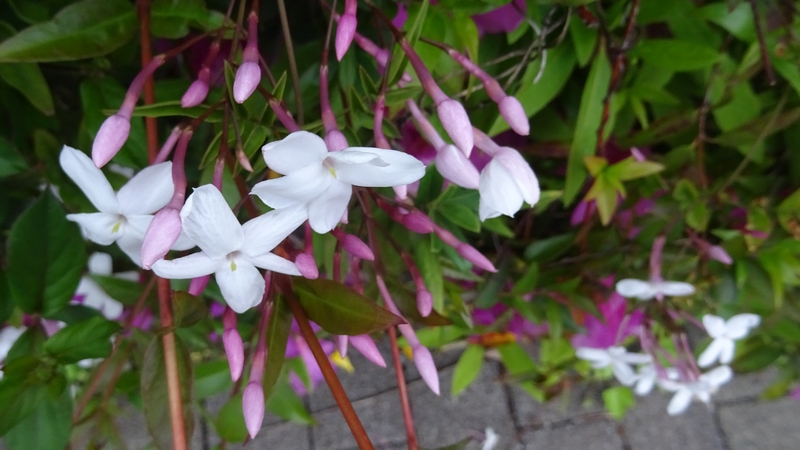 ハゴロモジャスミンの花 川崎市幸区さいわいふるさと公園