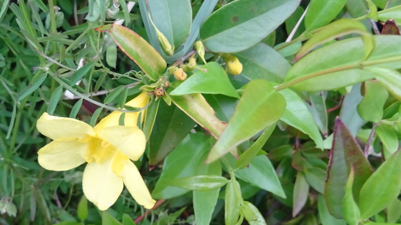 カロライナジャスミンの花 川崎市幸区さいわいふるさと公園