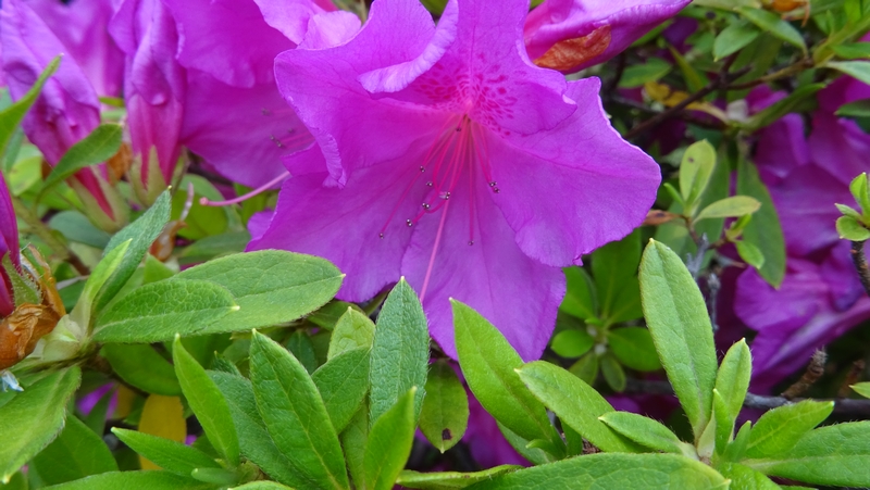 オオムラサキツツジの花 川崎市幸区創造のもり