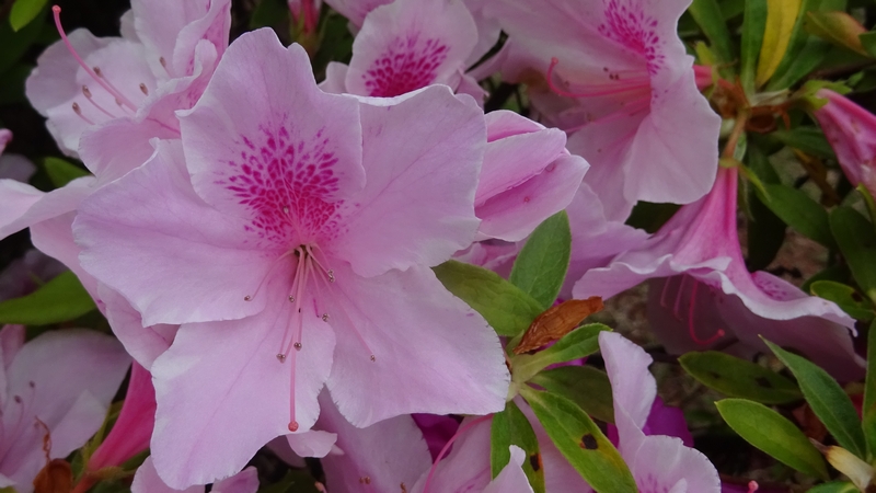 オオムラサキツツジの花 川崎市幸区創造のもり