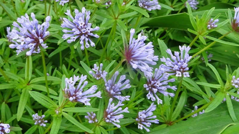 タマクルマバソウの花 川崎市幸区さいわいふるさと公園