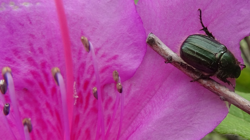 オオムラサキツツジのヒラタアオコガネ 川崎市幸区