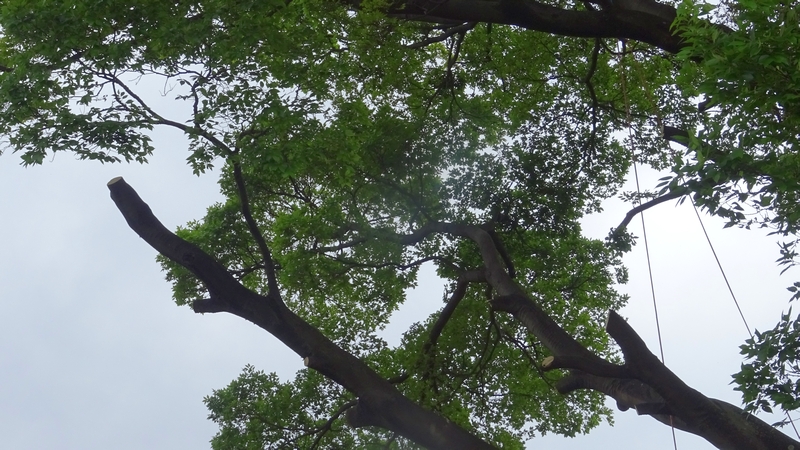 ヤドリギのあったケヤキの枝打ち 横浜市旭区鶴ヶ峰鶴ヶ峰公園