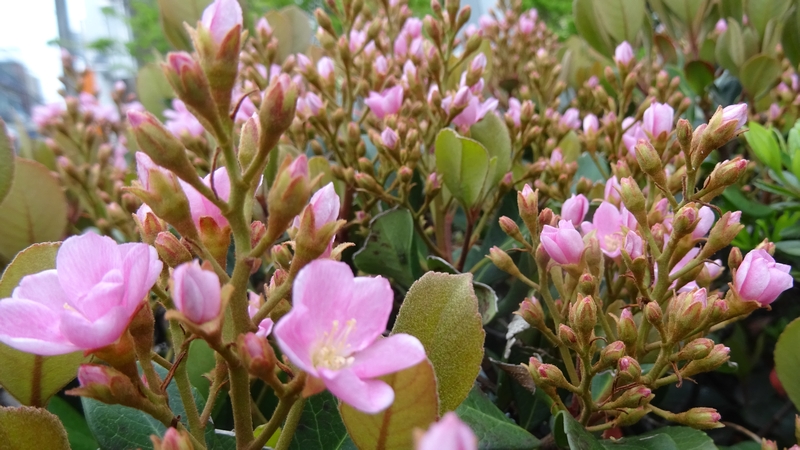 ベニバナシャリンバイの花 横浜市旭区鶴ヶ峰鎧の渡し緑道