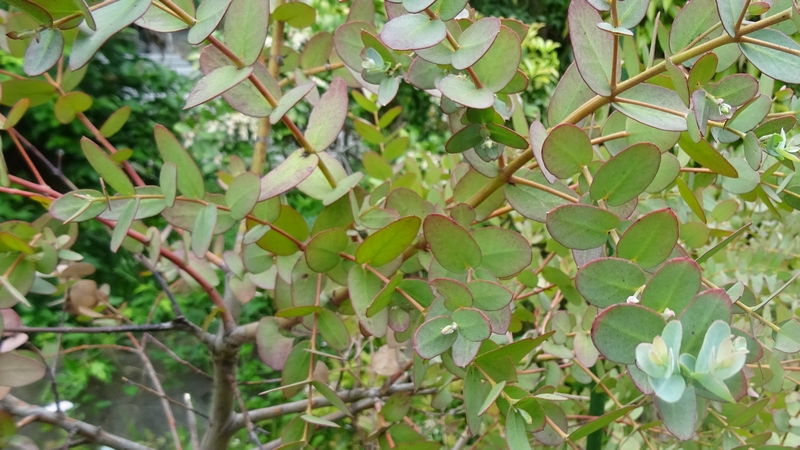 ユーカリ 横浜市旭区鶴ヶ峰鎧の渡し緑道