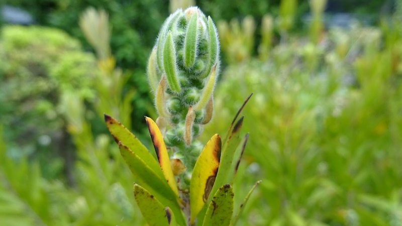 ブラシノキの蕾 横浜市旭区鶴ヶ峰鎧の渡し緑道