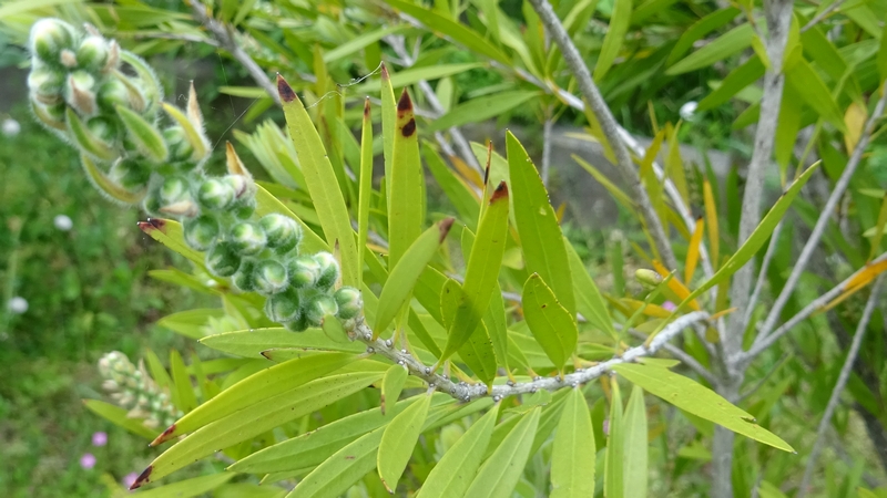 ブラシノキの蕾 横浜市旭区鶴ヶ峰鎧の渡し緑道