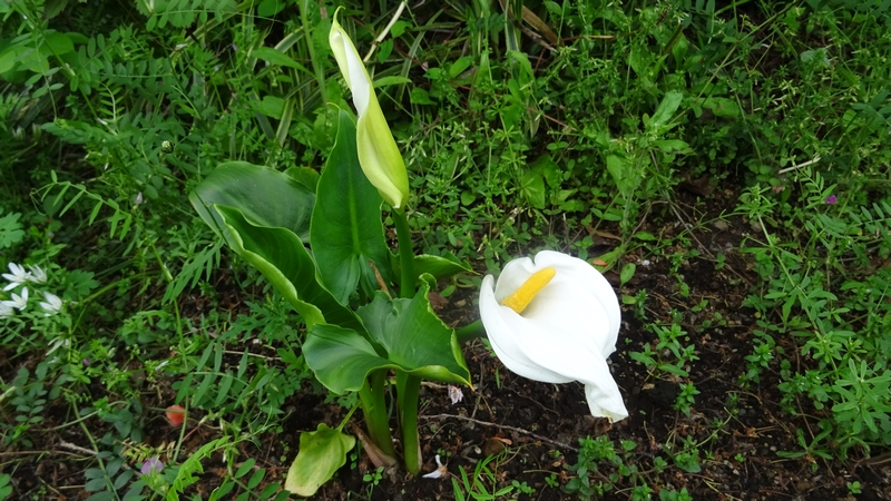 オランダカイウの仏炎苞 横浜市旭区鶴ヶ峰鎧の渡し緑道