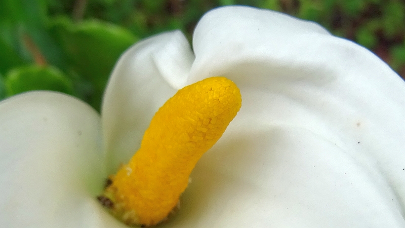 オランダカイウの花 横浜市旭区鶴ヶ峰鎧の渡し緑道