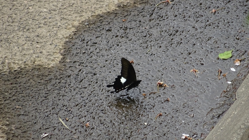 モンキアゲハ 横浜市旭区今川町