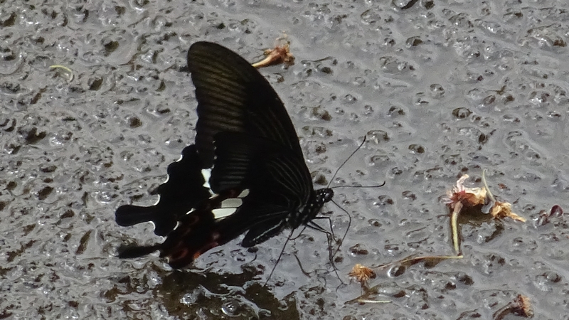 モンキアゲハ 横浜市旭区今川町