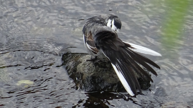 ハクセキレイ 横浜市旭区今川町