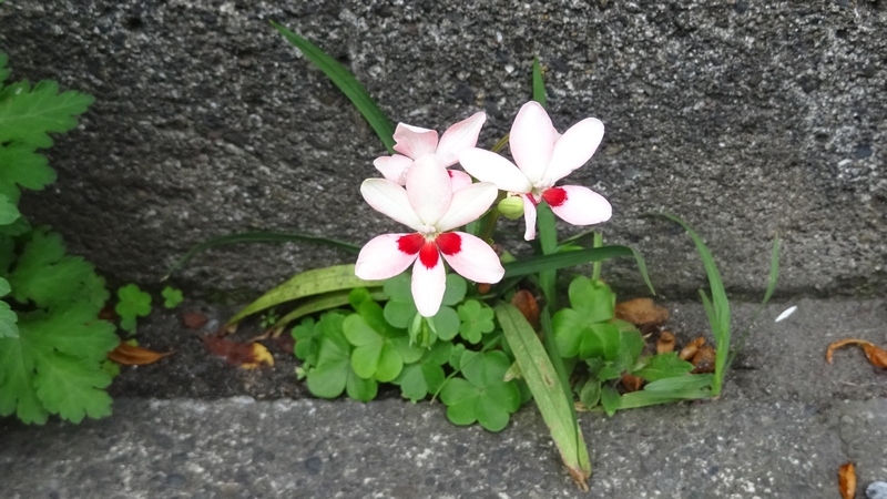 ヒメヒオウギの花 横浜市旭区今宿南町