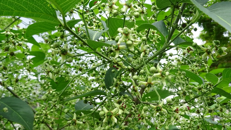 マユミの花 横浜市旭区今宿南町帷子川緑道