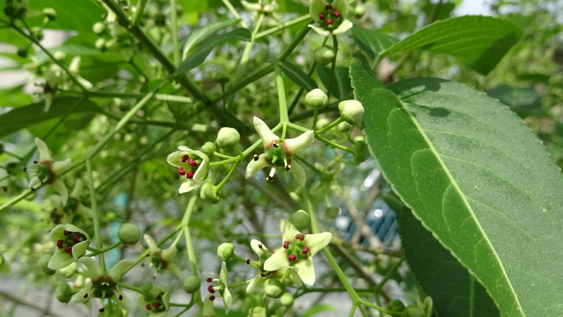 マユミの雄花 横浜市旭区今宿南町帷子川緑道