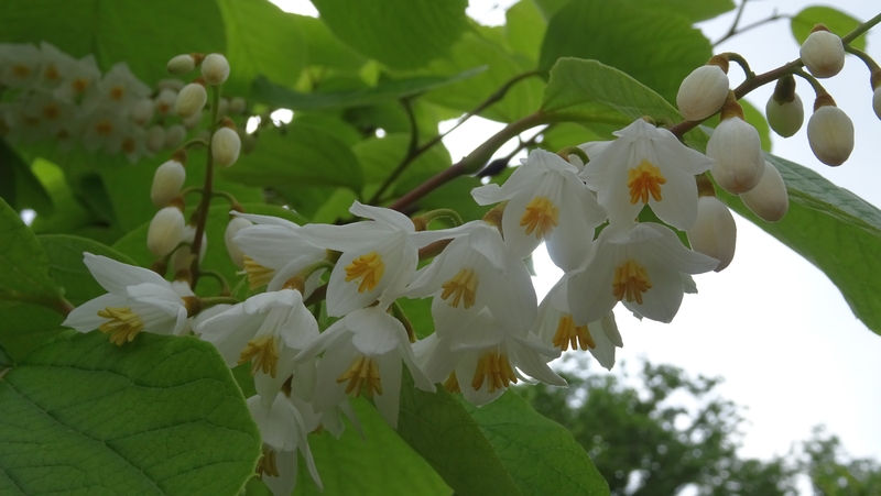 ハクウンボクの花 横浜市旭区今宿南町帷子川緑道