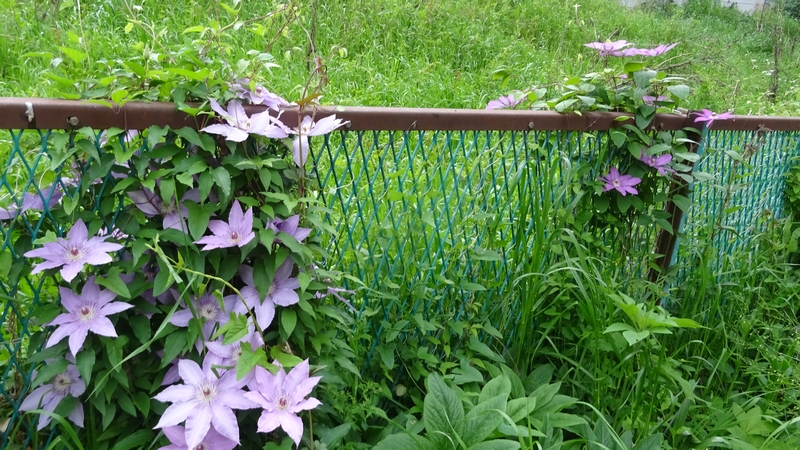 クレマチスの花 横浜市旭区今宿南町
