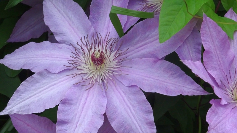 クレマチスの花 横浜市旭区今宿南町