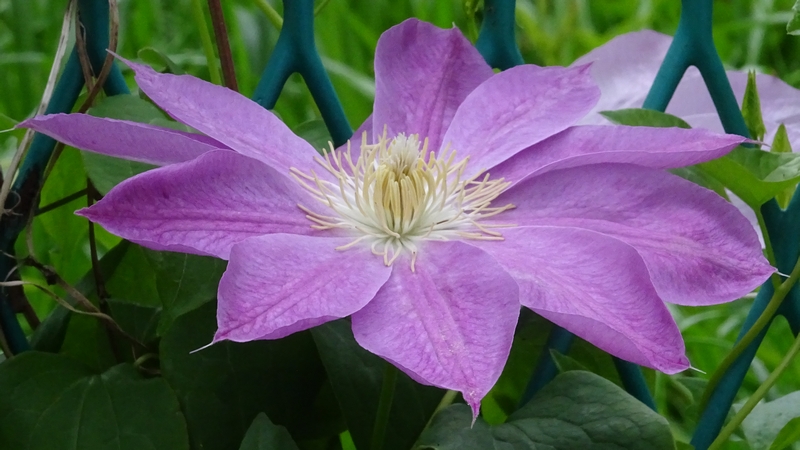 クレマチスの花 横浜市旭区今宿南町