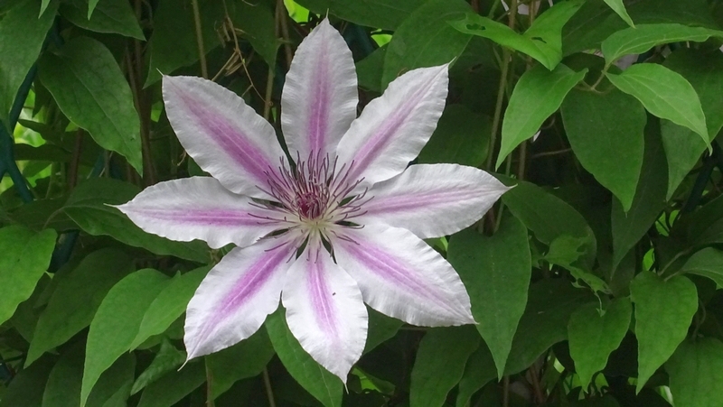 クレマチスの花 横浜市旭区今宿南町