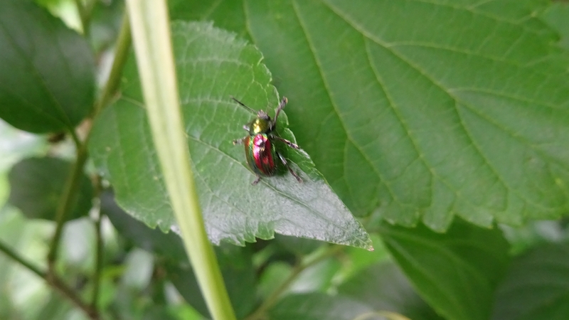 エノキの葉のアカガネサルハムシ 横浜市旭区今宿南町