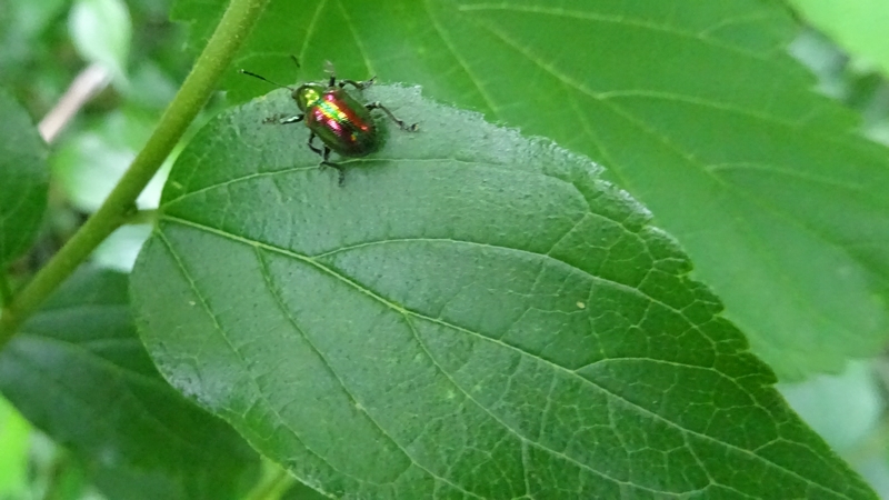 エノキの葉のアカガネサルハムシ 横浜市旭区今宿南町