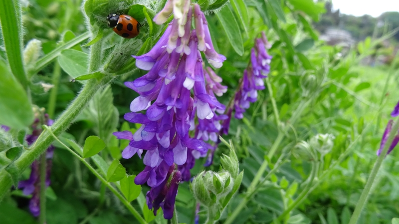ビロードクサフジの花とナナホシテントウ 横浜市旭区今宿南町