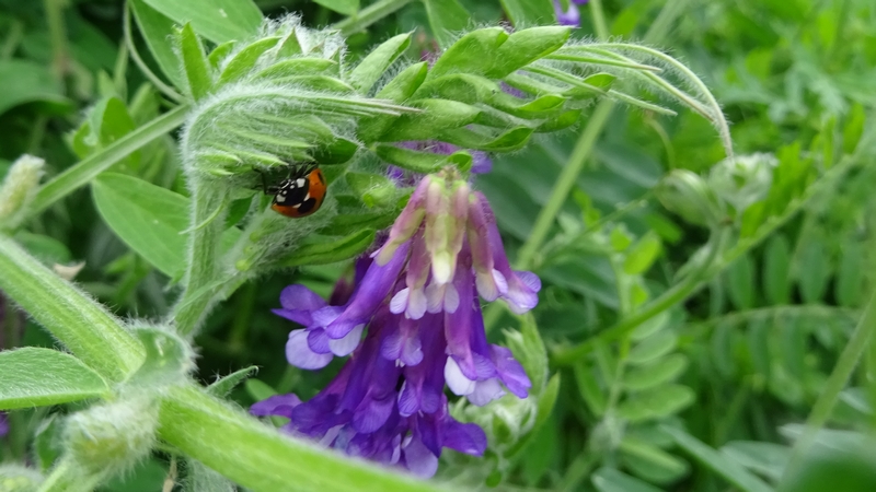 ビロードクサフジの花とナナホシテントウ 横浜市旭区今宿南町