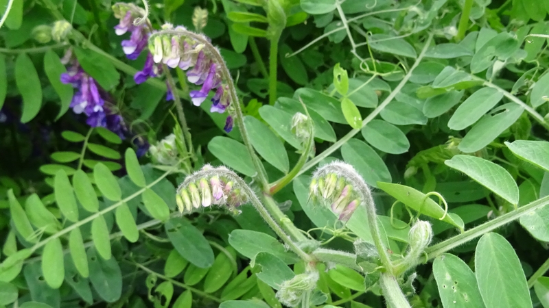ビロードクサフジの花 横浜市旭区今宿南町