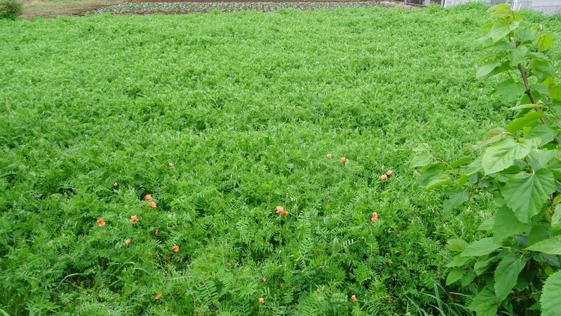 ビロードクサフジ 横浜市旭区今宿南町