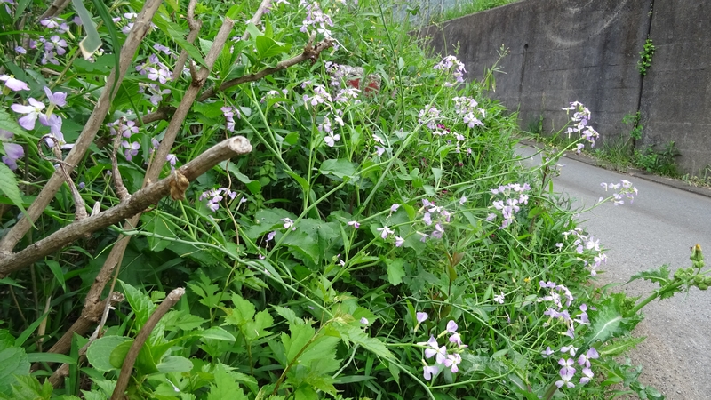 ハナダイコンの花 横浜市旭区今宿南町