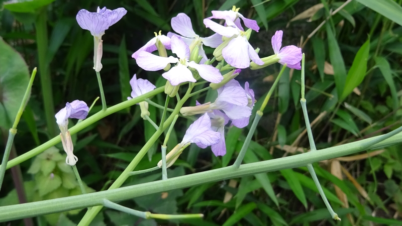 ハナダイコンの花 横浜市旭区今宿南町
