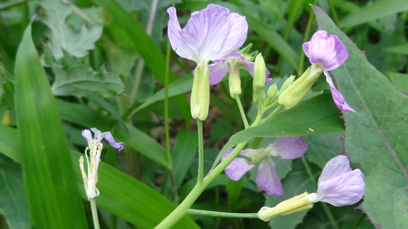 ハナダイコンの花 横浜市旭区今宿南町
