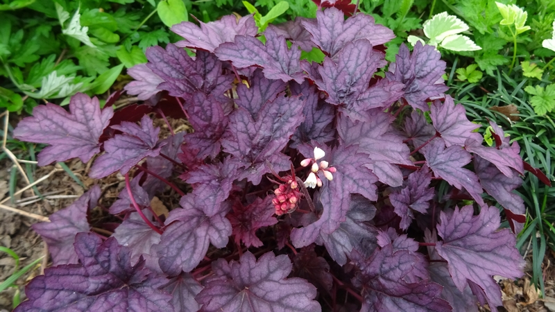 ツボサンゴの花 川崎市幸区さいわいふるさと公園