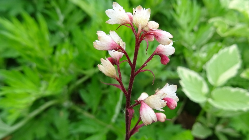 ツボサンゴの花 川崎市幸区さいわいふるさと公園