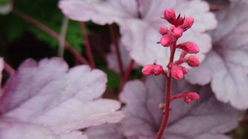 ツボサンゴの蕾 川崎市幸区さいわいふるさと公園
