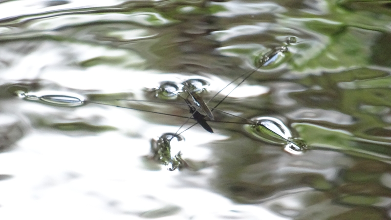 オオアメンボ 横浜市旭区希望が丘水の森公園