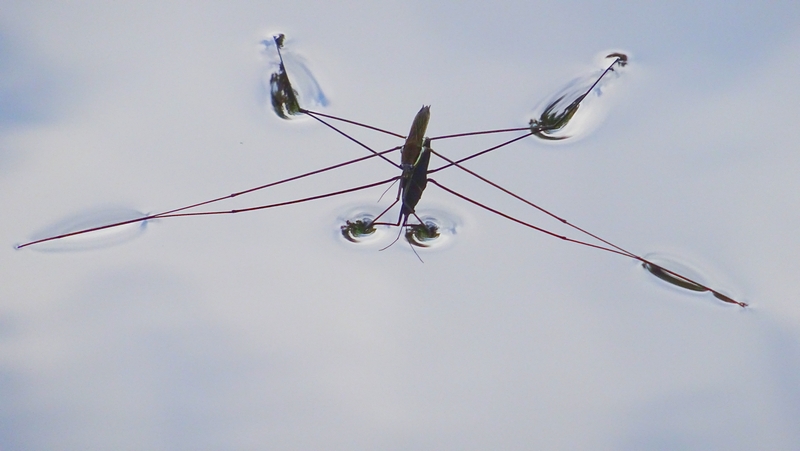 オオアメンボ 横浜市旭区希望が丘水の森公園