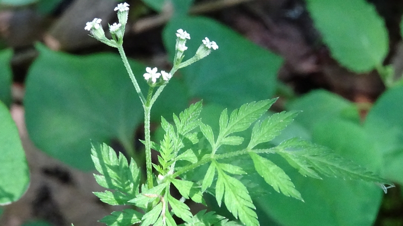 ヤブジラミの花 横浜市旭区希望が丘水の森公園