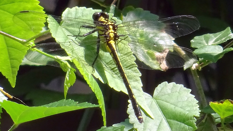 ヤマサナエ 横浜市瀬谷区長屋門公園